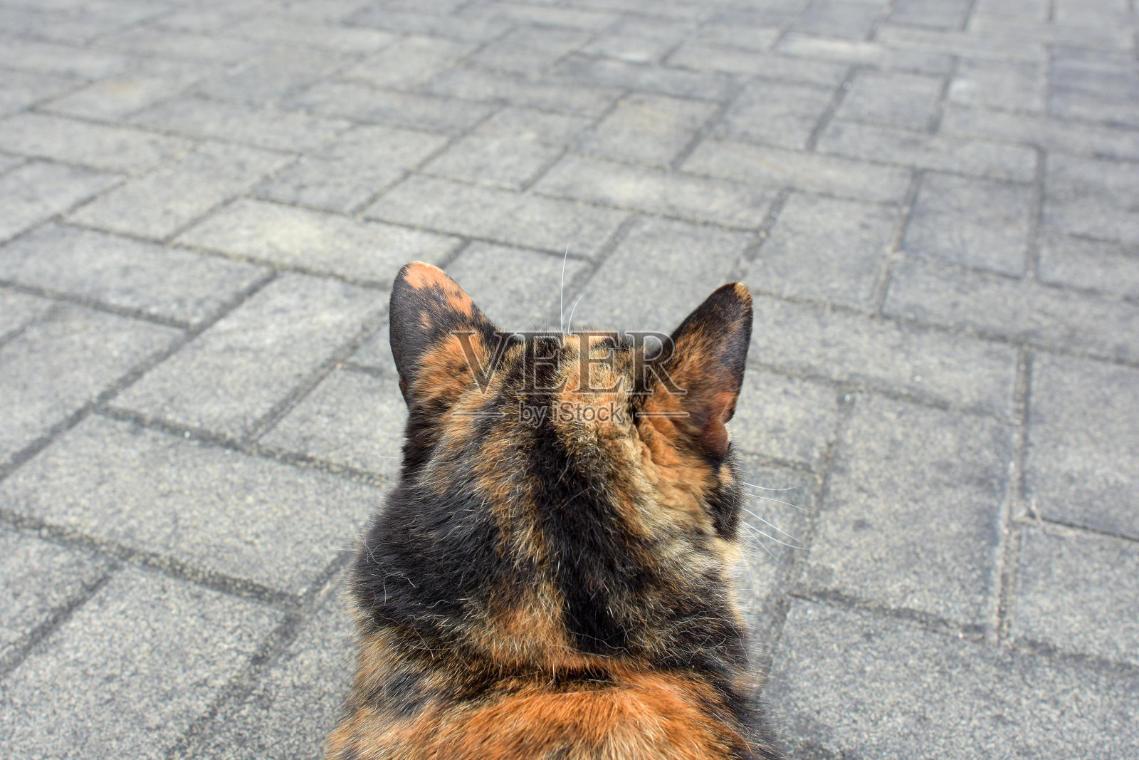 一只三色猫的特写镜头照片摄影图片