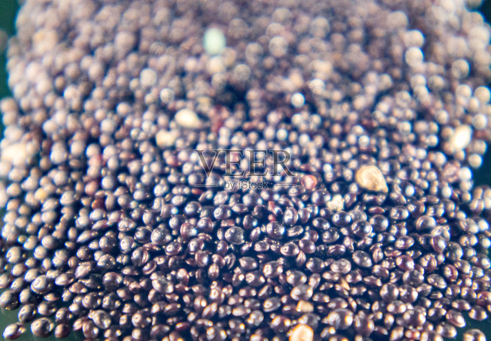 干苋菜的种子照片摄影图片