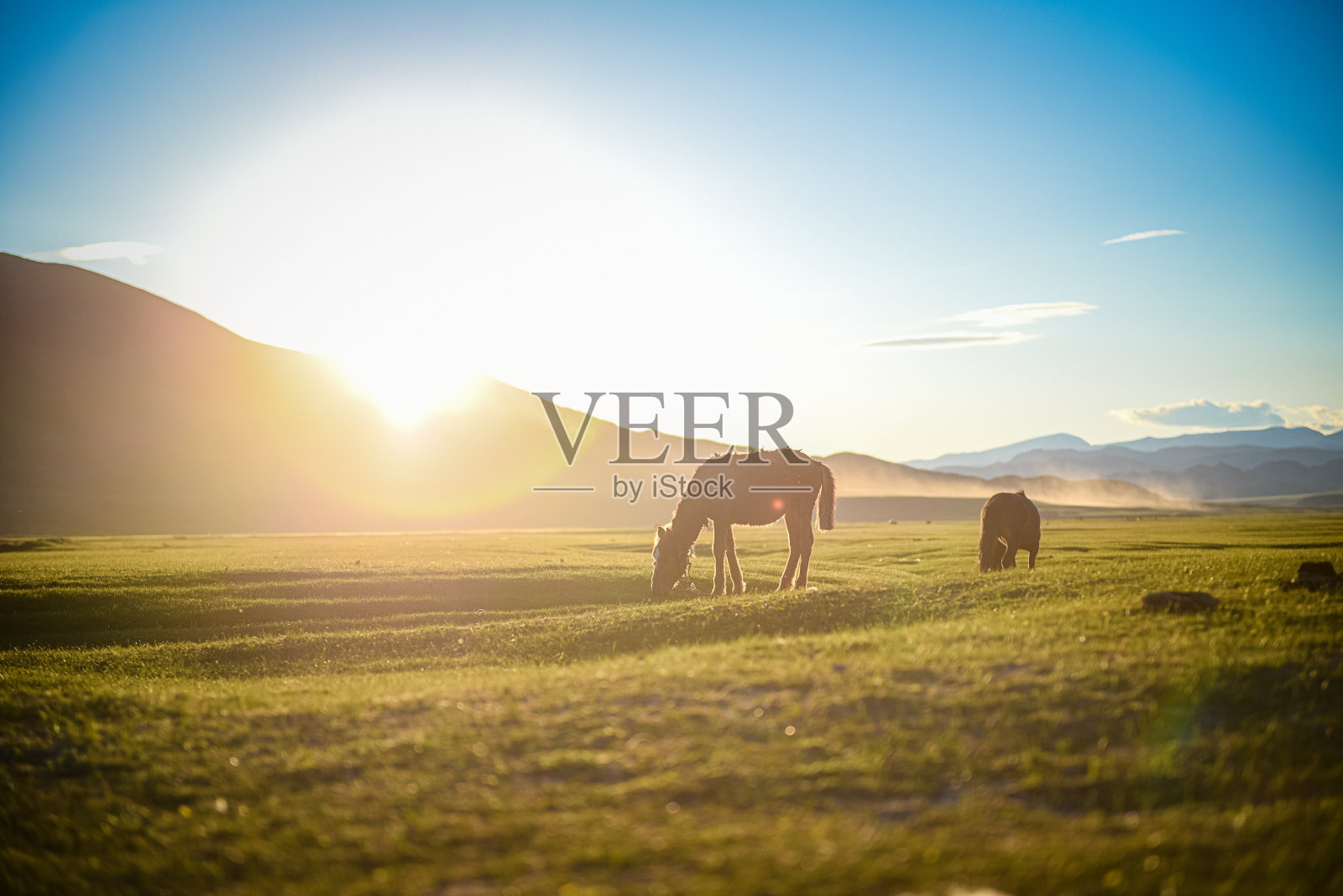 日落时分，蒙古西部夏季牧场上吃草的蒙古小马驹和马照片摄影图片