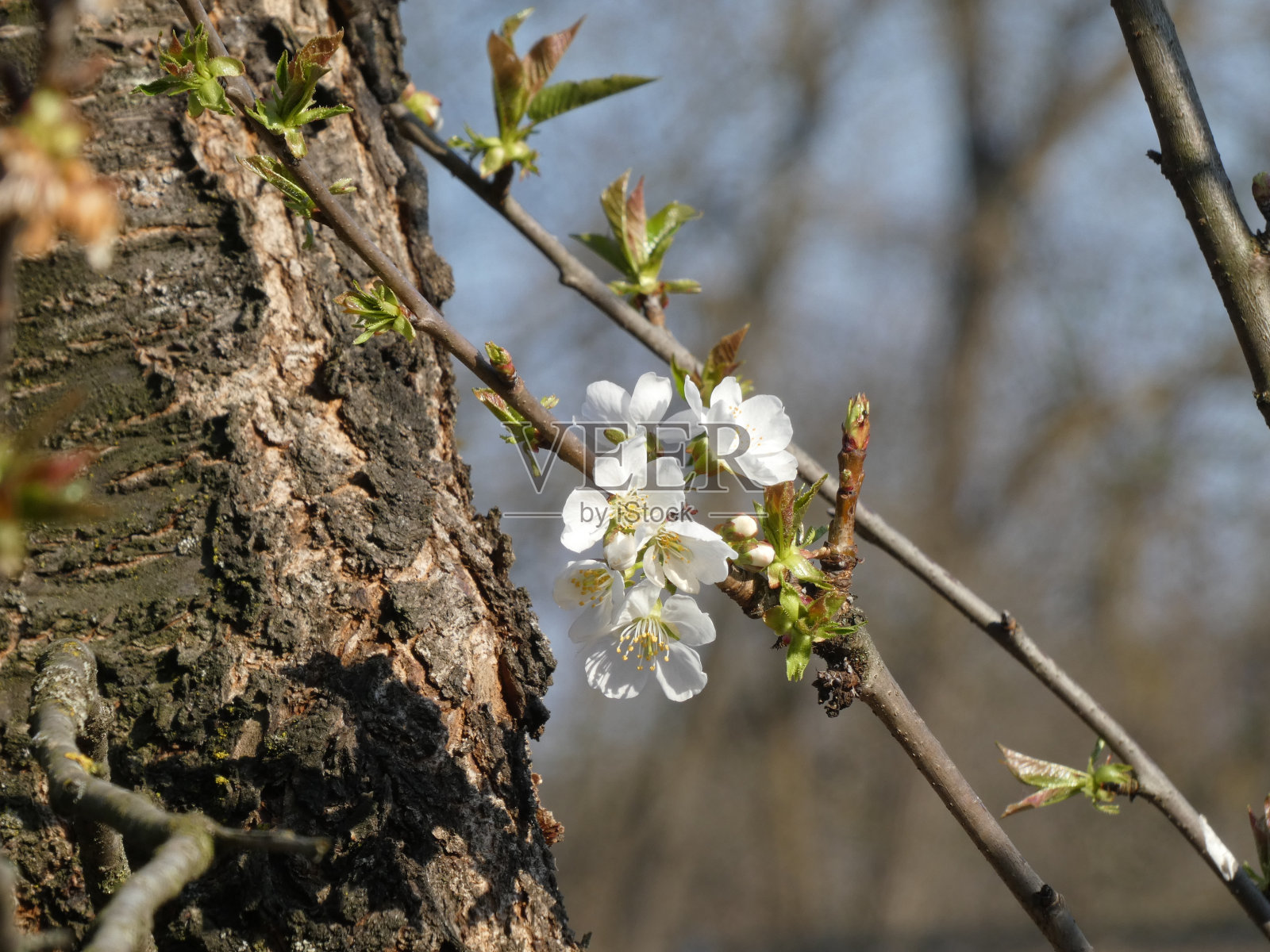 树上樱花的选择性聚焦镜头照片摄影图片