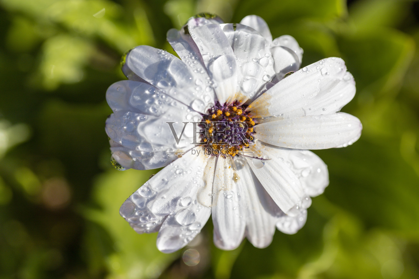 白色骨精花的水滴选择性聚焦镜头照片摄影图片
