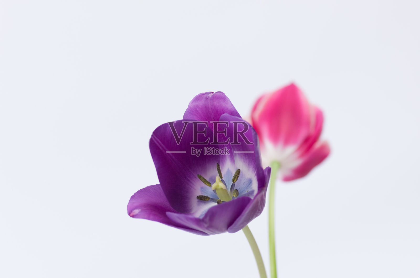 特写的两个彩色郁金香花孤立在白色背景与空间为您的文本照片摄影图片