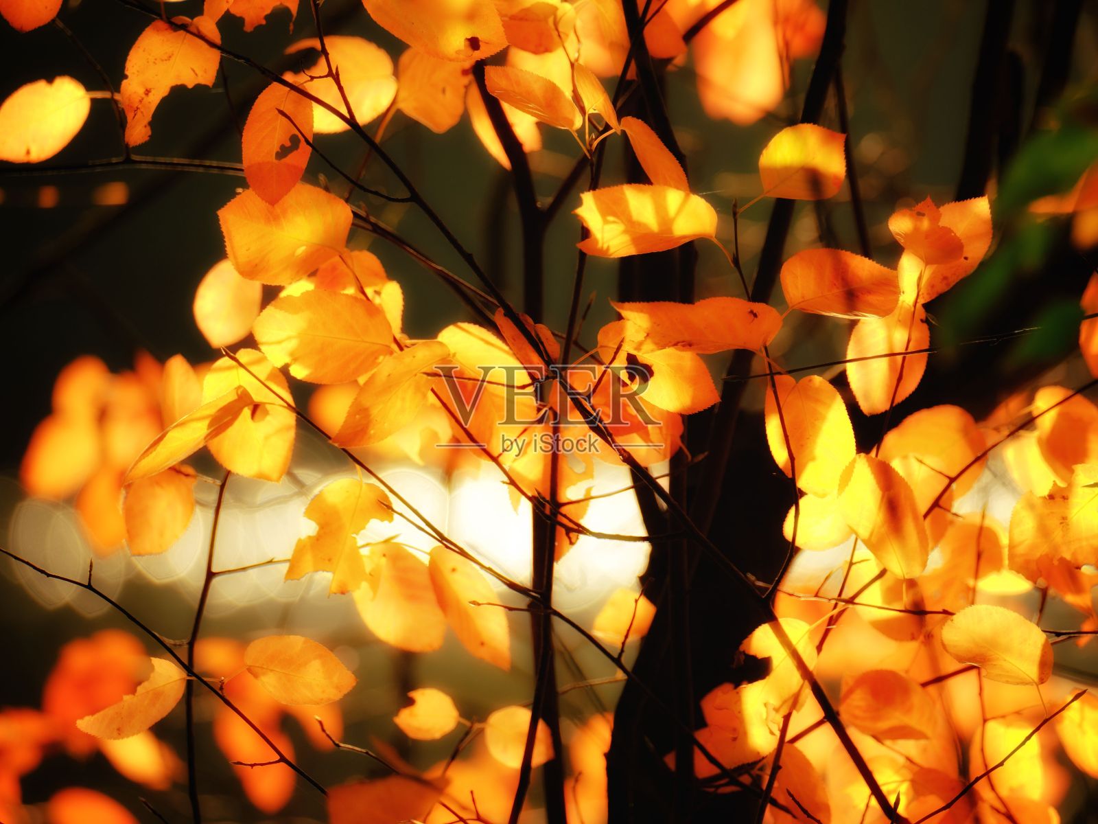 背光下的黄色山毛榉树叶照片摄影图片