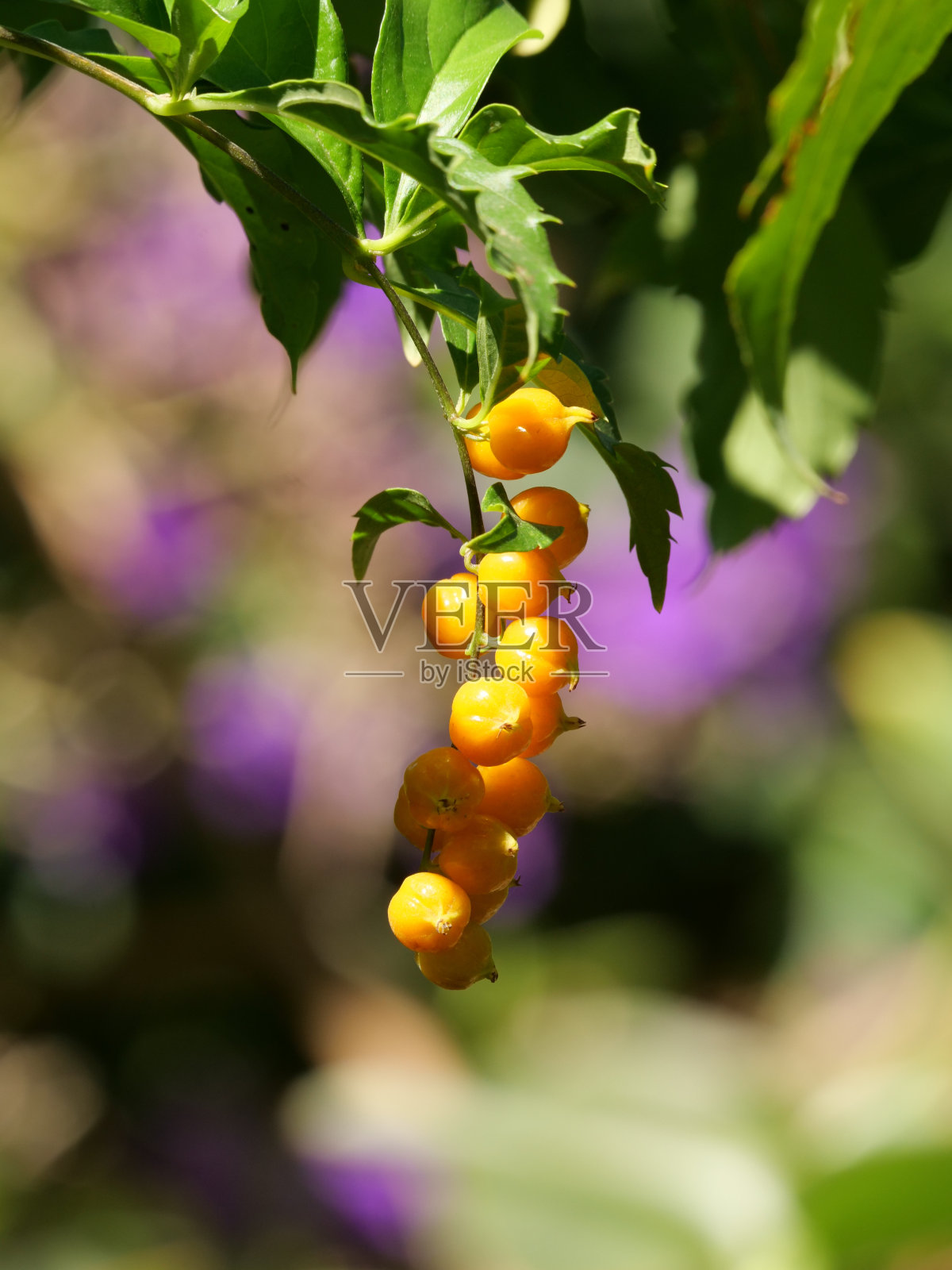 橙色加仑子的垂直特写镜头照片摄影图片