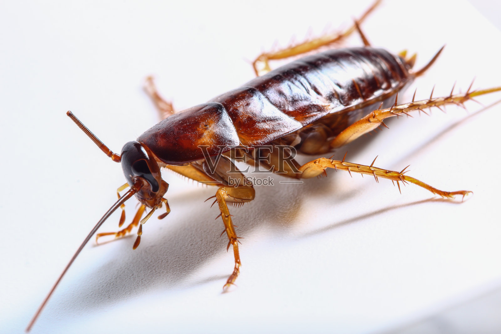 白底褐蟑螂照片摄影图片