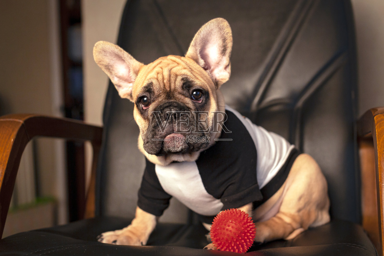 一只穿着背心的法国斗牛犬坐在椅子上照片摄影图片