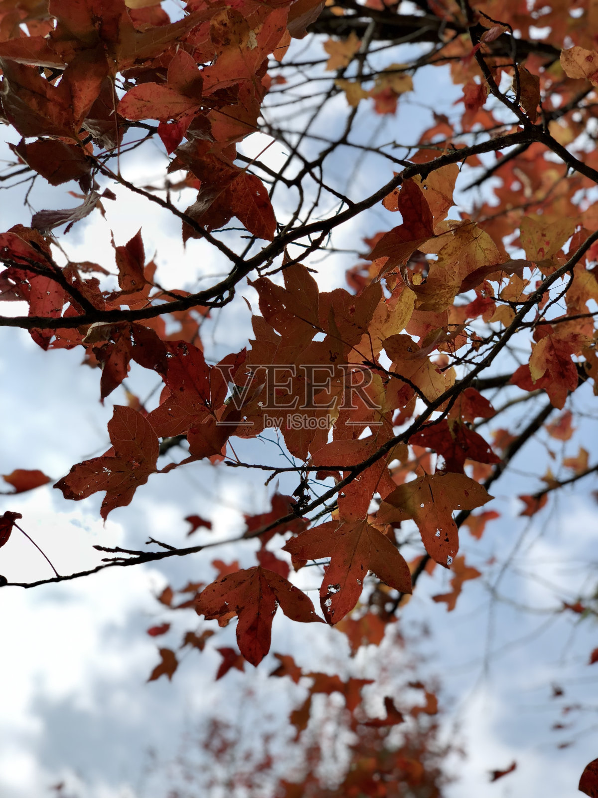 秋叶@大棠，香港照片摄影图片