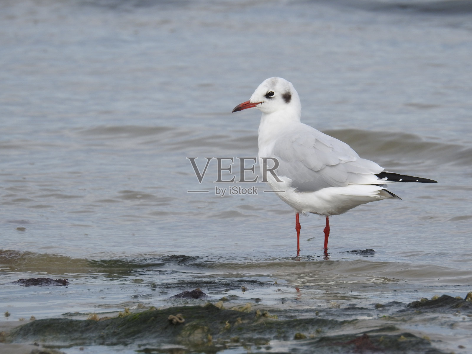一只海鸥栖息在沙滩上的特写镜头照片摄影图片