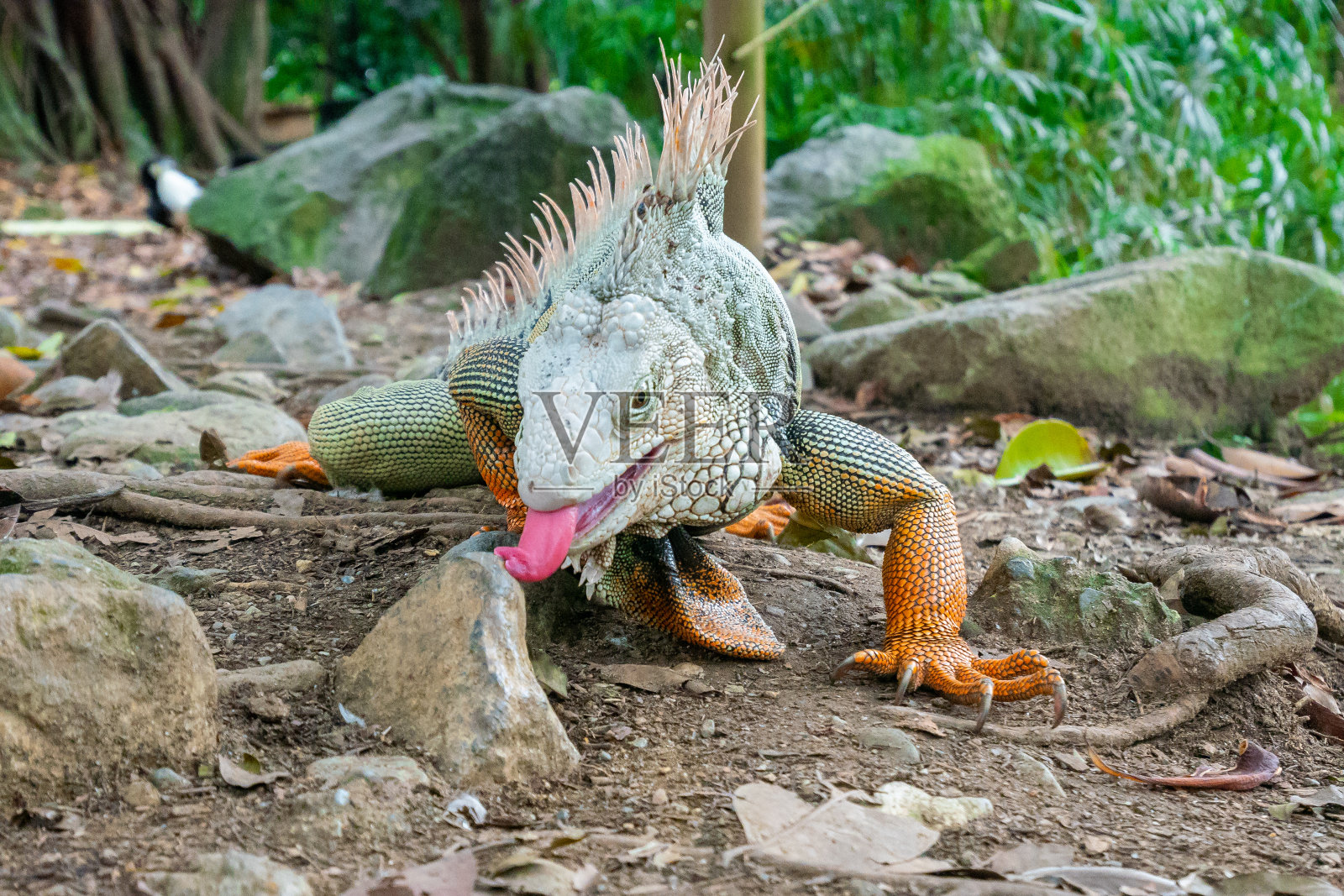 绿鬣蜥凝视着干燥的地面照片摄影图片