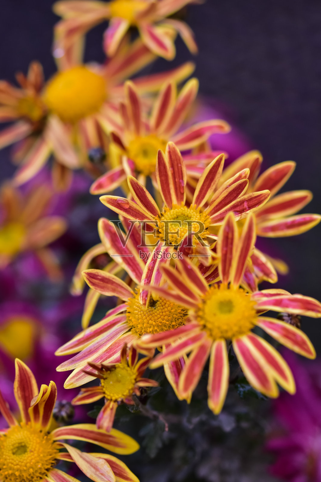 垂直特写拍摄美丽的紫苑花在一个花园照片摄影图片