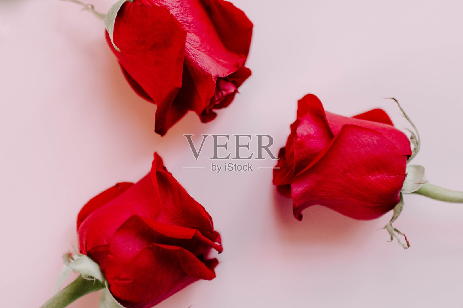 白色桌子上的红玫瑰特写镜头照片摄影图片