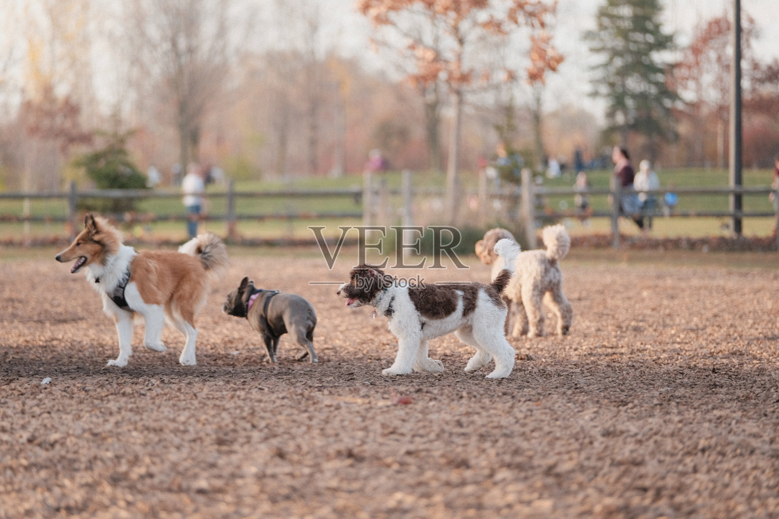 可爱的毛茸茸的狗在狗公园玩捉人游戏的美丽照片照片摄影图片