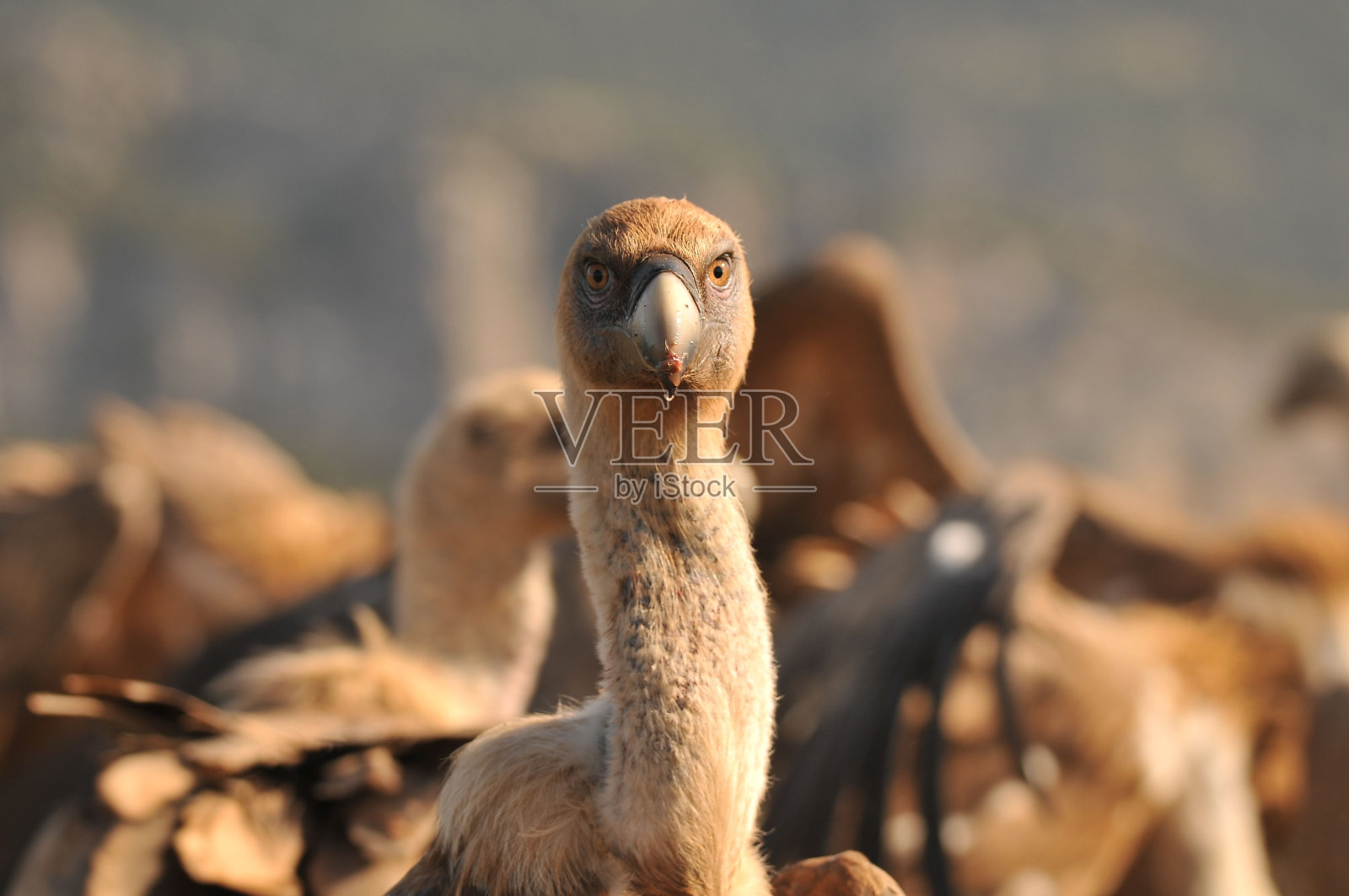 在其他秃鹫中选择焦点鹫鹫鸟照片摄影图片