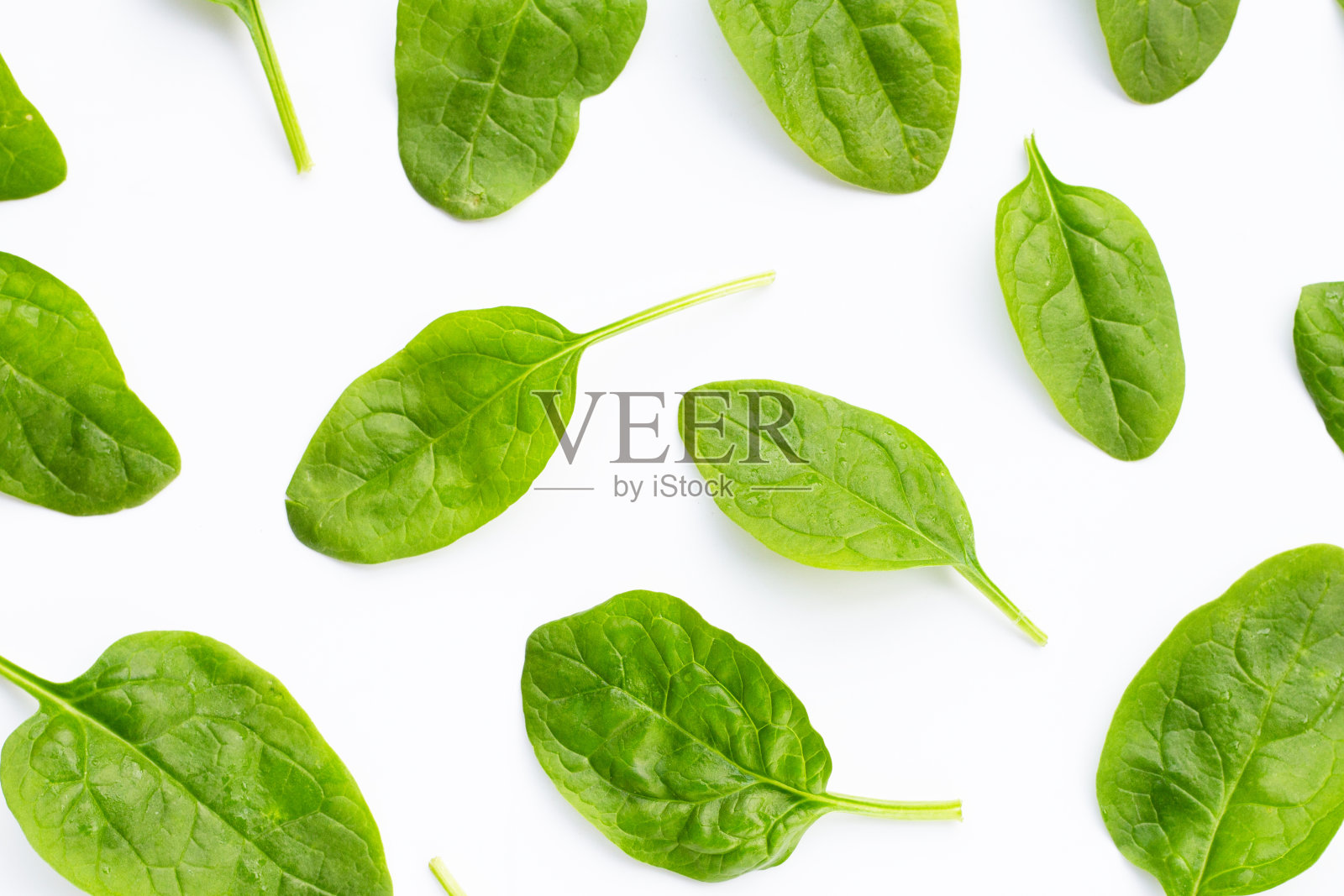 白底菠菜叶。照片摄影图片