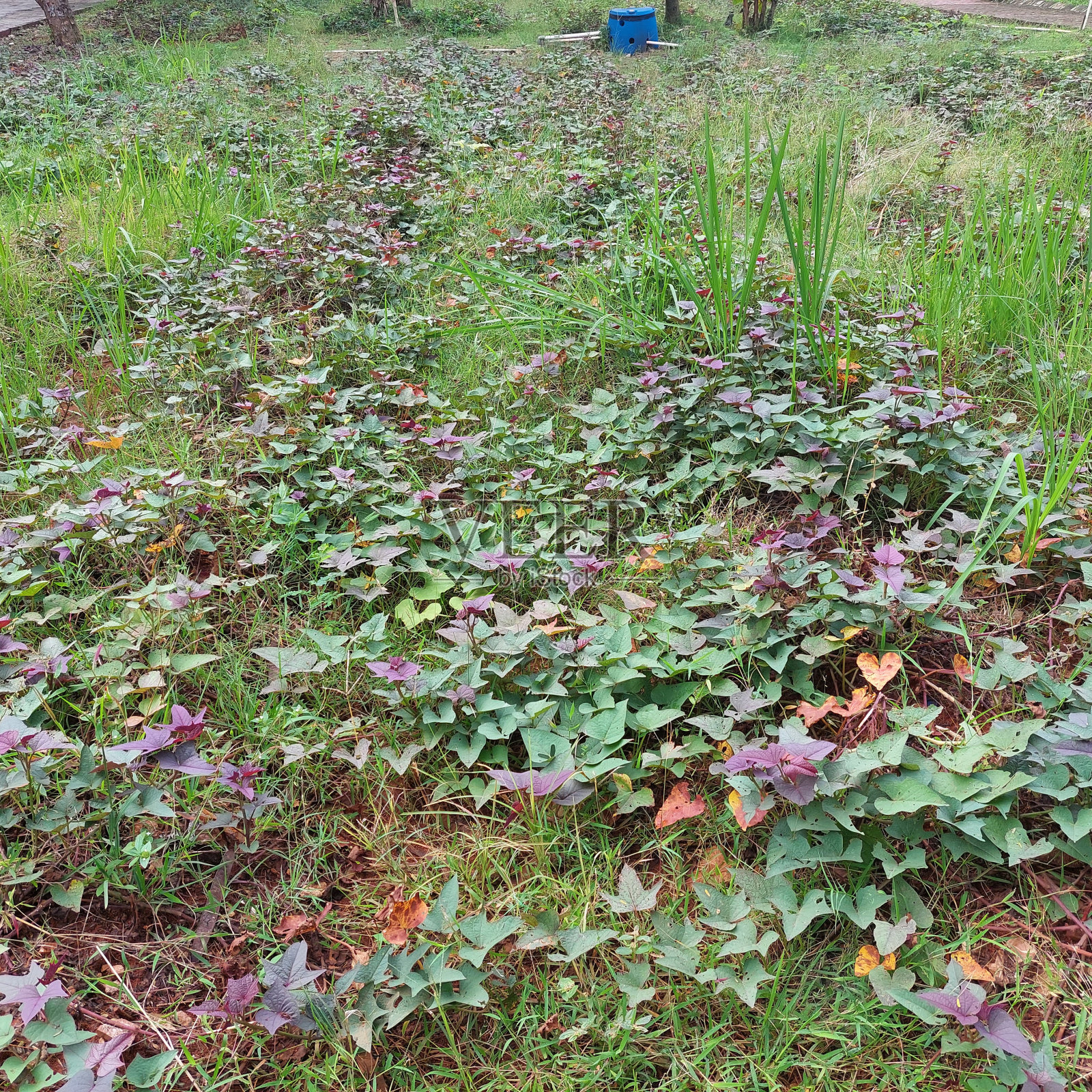准备收割的红薯植株照片摄影图片