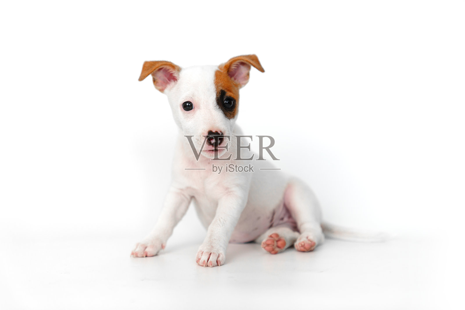 一只白色背景的杰克罗素梗小狗照片摄影图片
