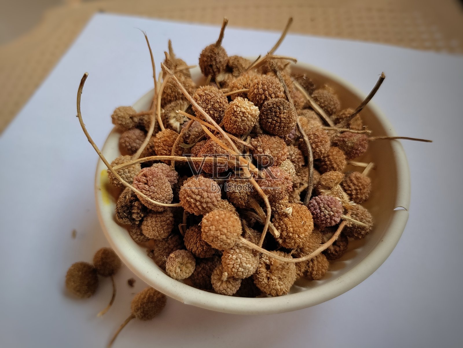 印度球蓟。照片摄影图片