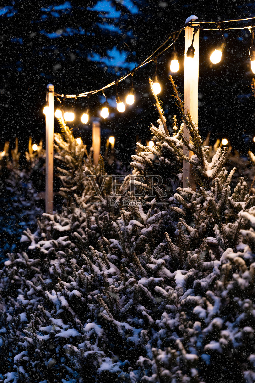 冬夜，院子里的圣诞树上满是雪花照片摄影图片