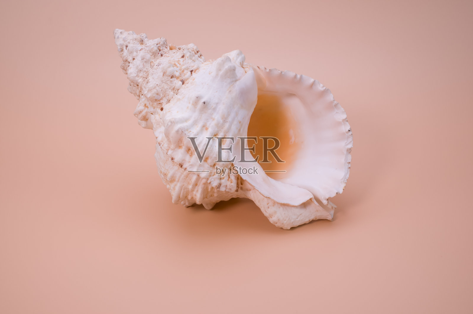 贝壳孤立在粉红色的背景与自由空间的文字照片摄影图片