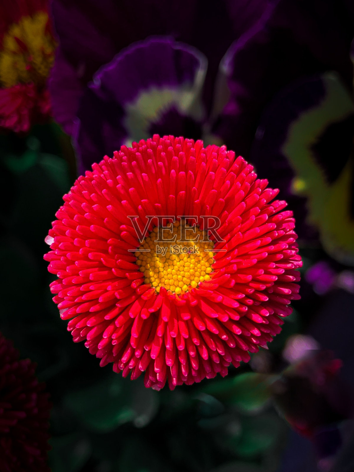 一朵鲜红色的英国雏菊的垂直特写。照片摄影图片