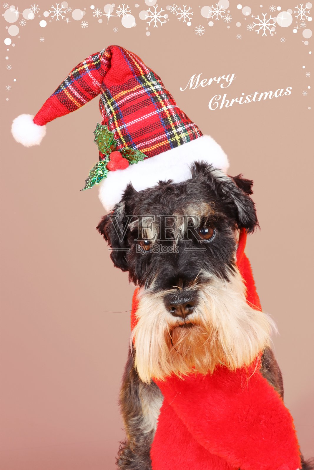 圣诞卡狗照片摄影图片
