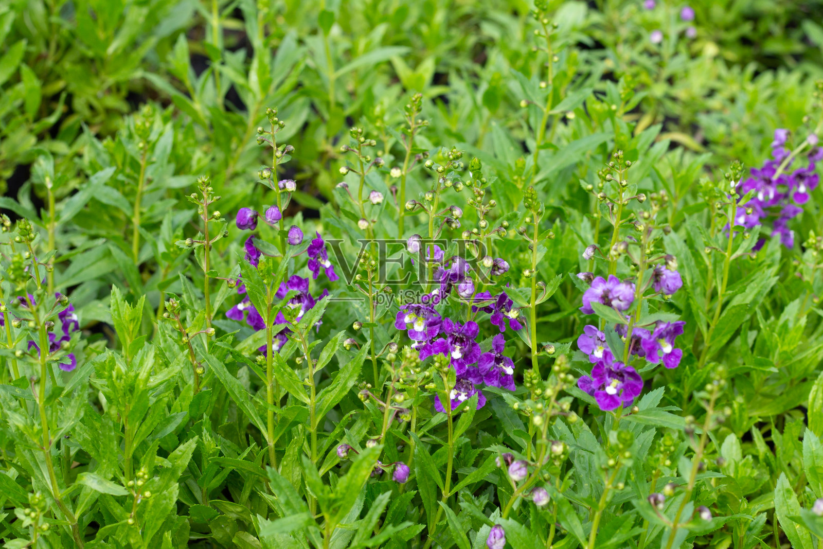 公园里美丽的angelonia goyazensis bottom照片摄影图片