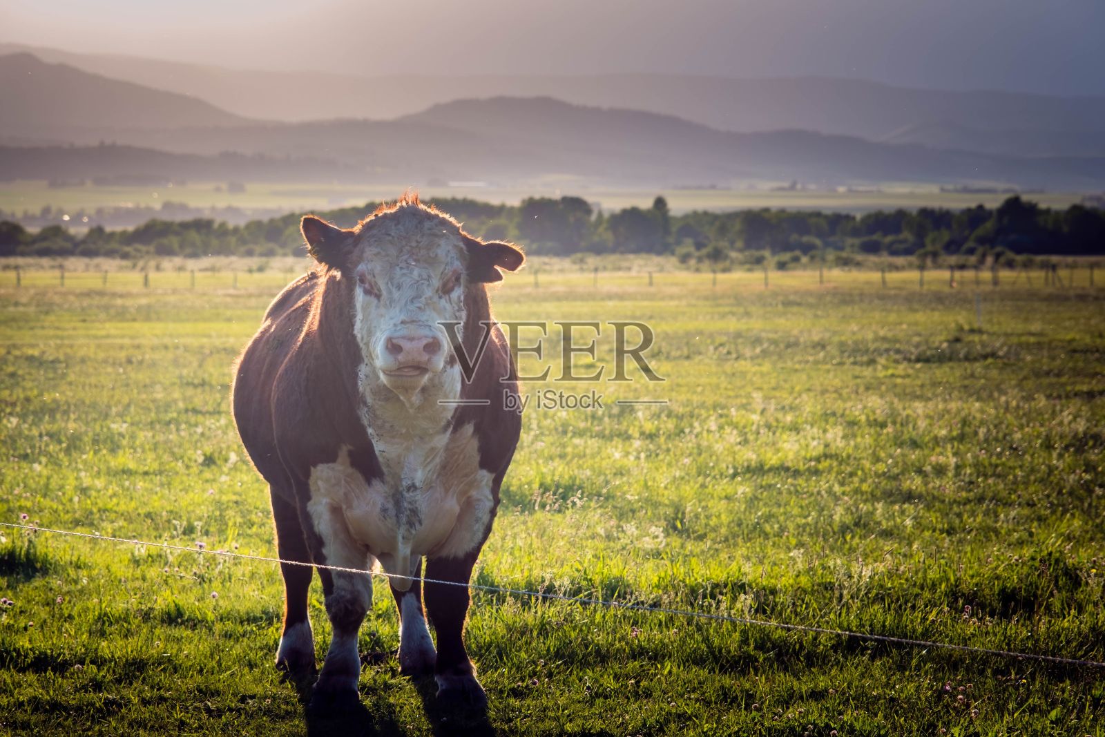 阳光明媚的天空下，一头奶牛在乡村的田野上吃草照片摄影图片