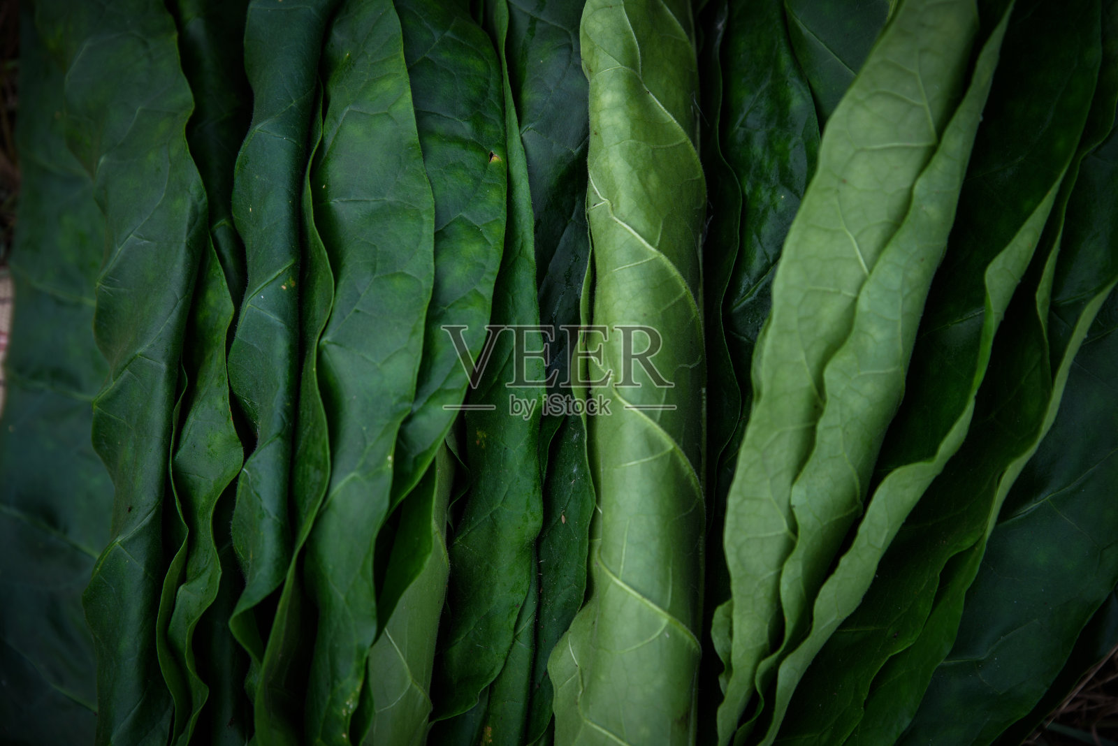 近距离拍摄菠菜叶子。照片摄影图片