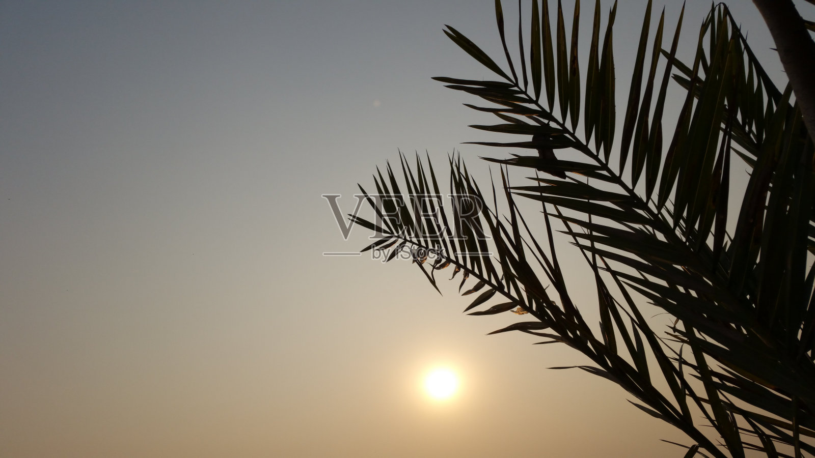 棕榈树的叶子和黄金时刻的太阳特写照片摄影图片