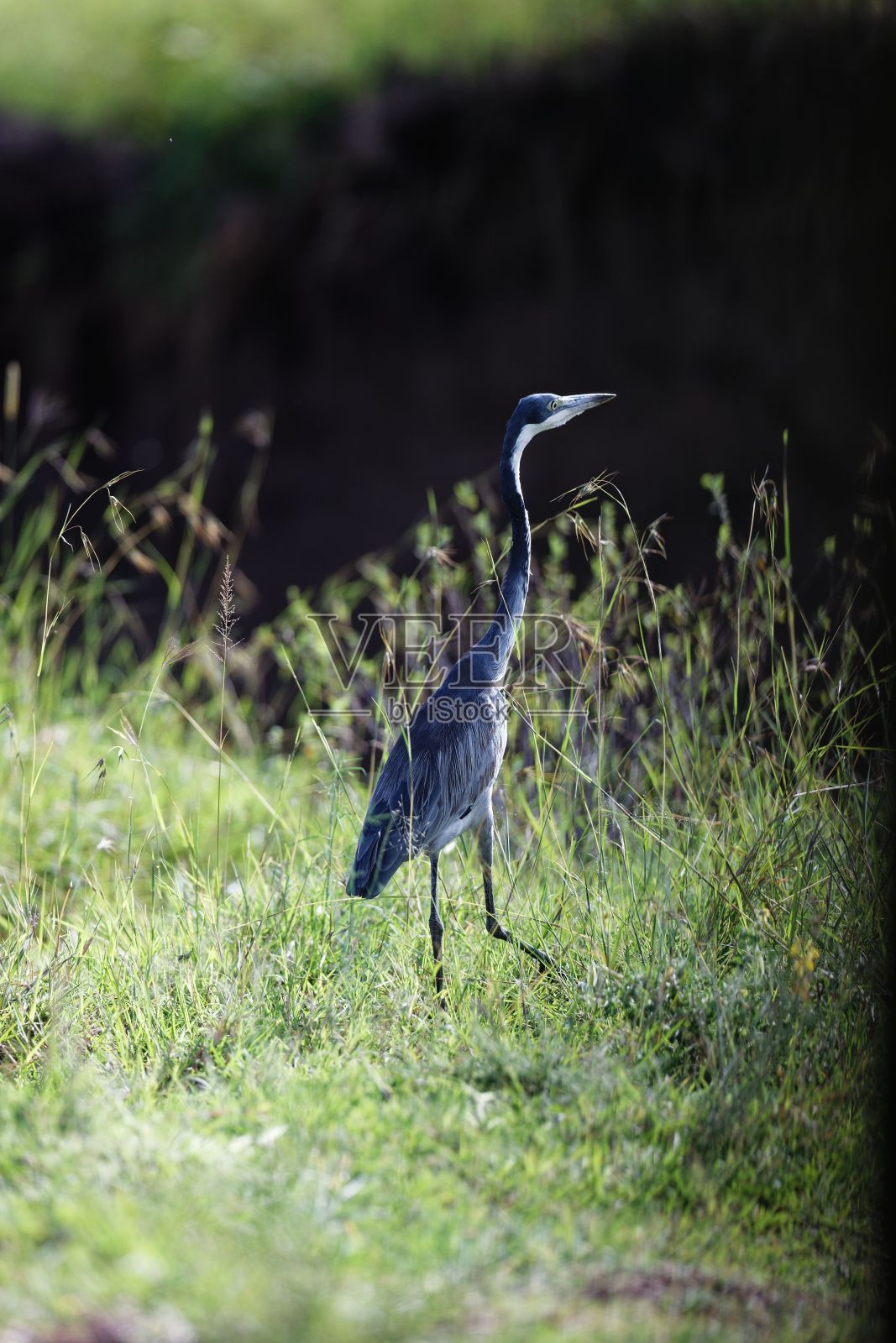 垂直拍摄的黑头苍鹭行走在肯尼亚马赛马拉的草地上照片摄影图片
