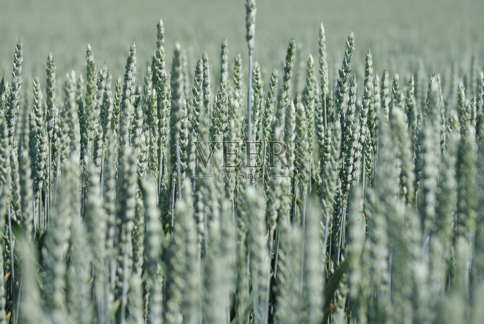 一个绿色的普通麦田的特写图像照片摄影图片