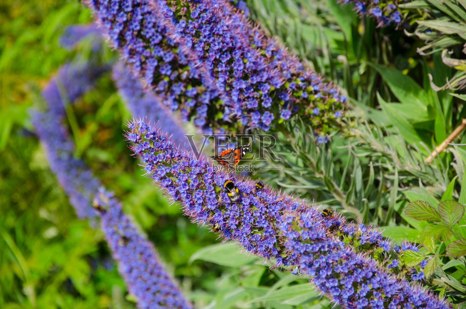 马德拉岛的骄傲——阿卡迪兰的特写。照片摄影图片