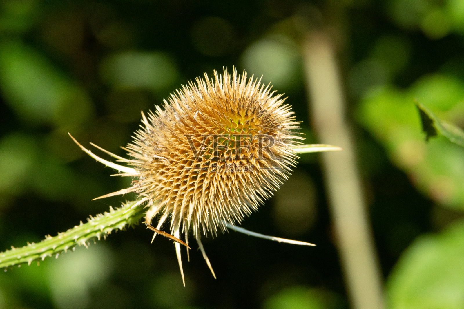 常见的起绒机照片摄影图片