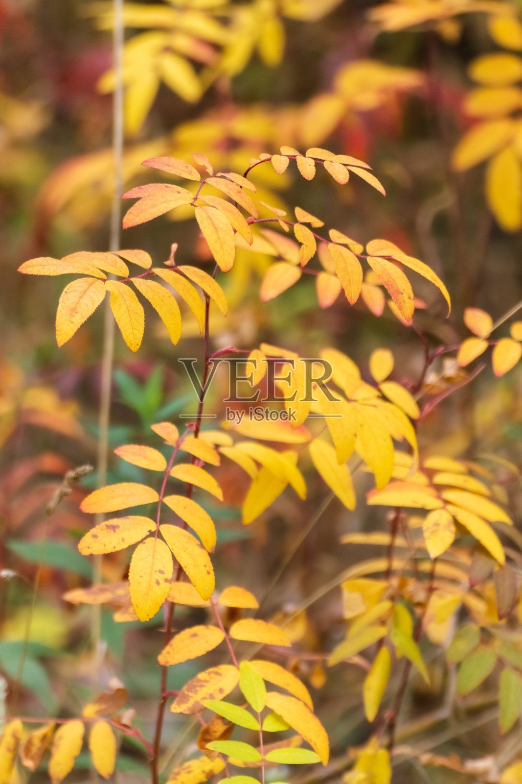 秋天的黄色彩色树叶与模糊特写照片摄影图片