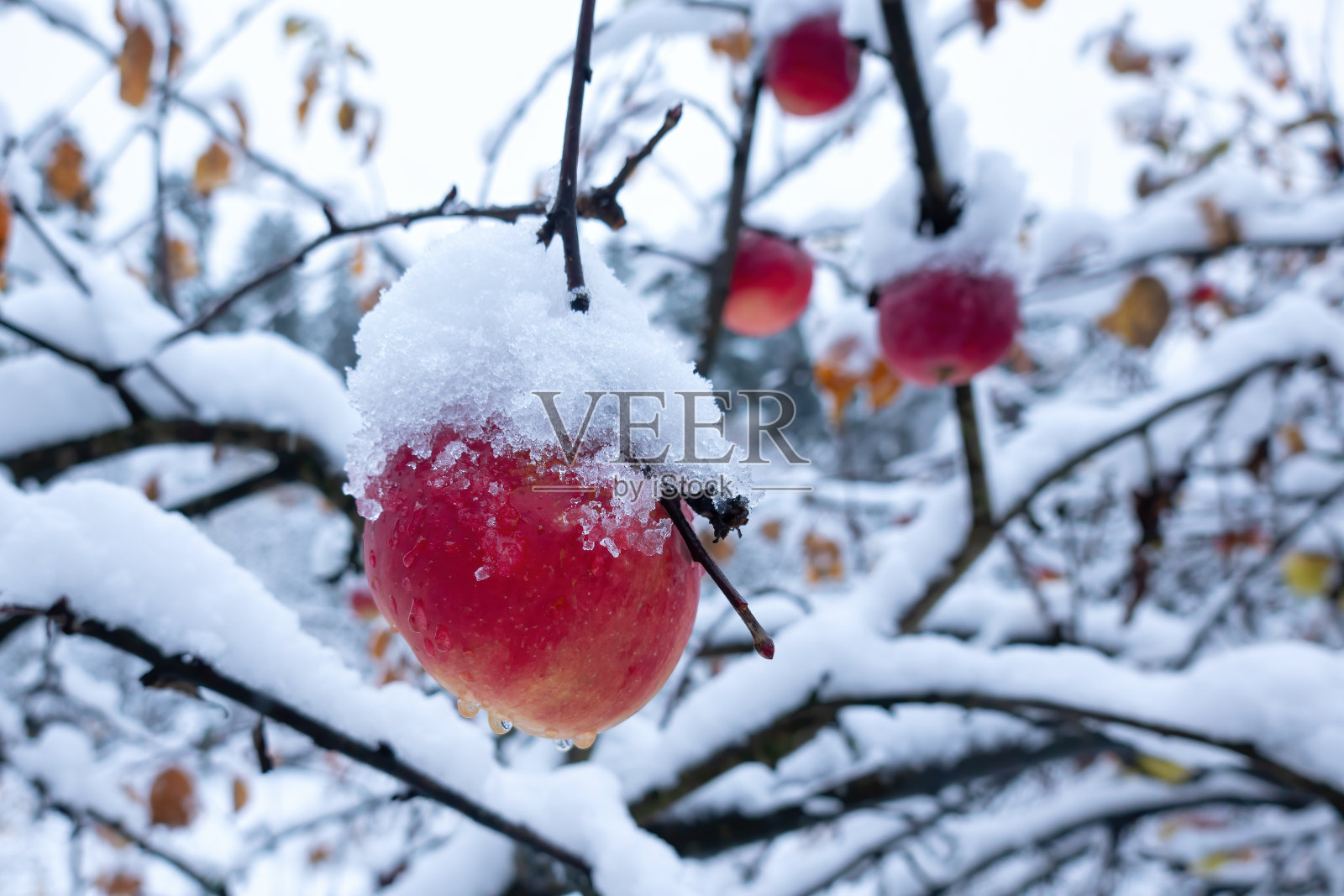 在风雨交加的秋天，一个红苹果被一层融化的雪盖住了。水滴从表面流下。特写镜头。照片摄影图片