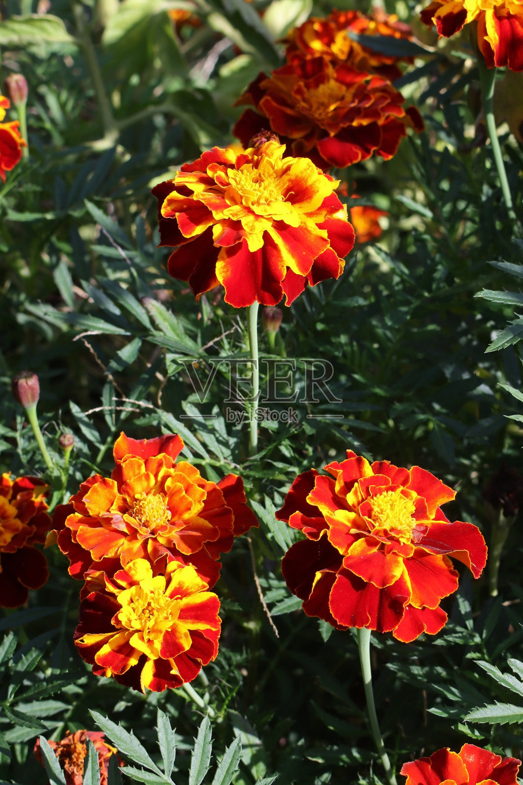 Œillet d'inde - French Marigold (Tagetes patula).照片摄影图片