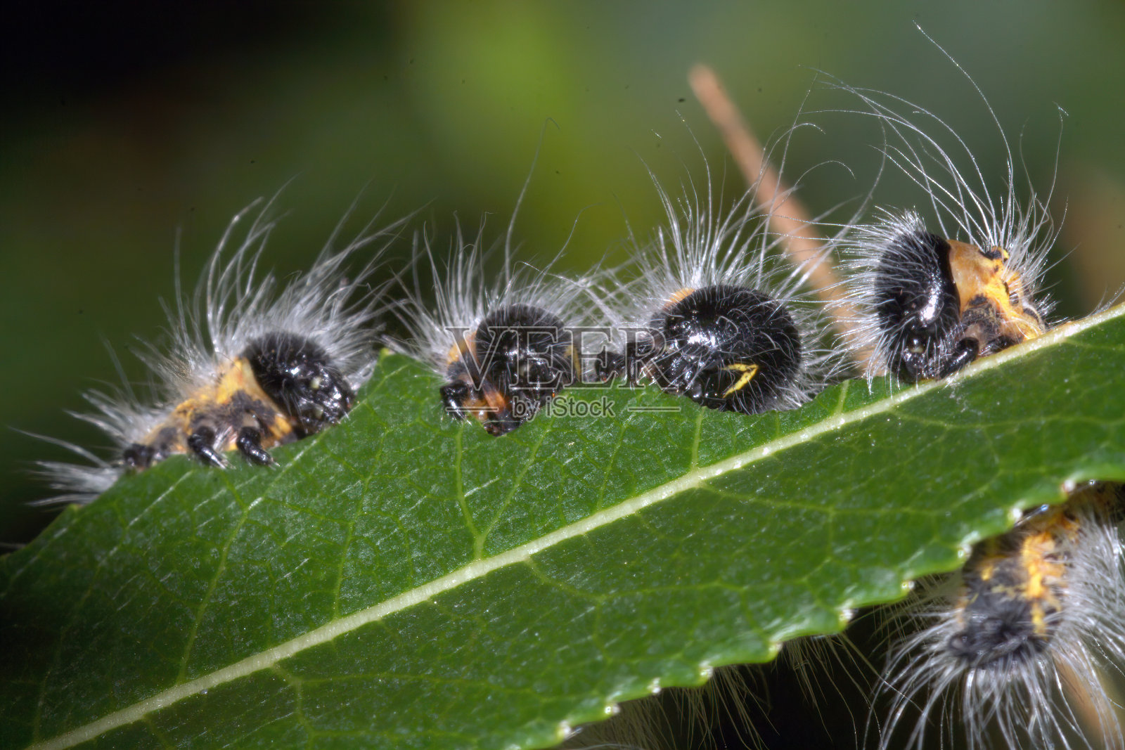 绿叶上的毛毛虫的选择性聚焦镜头照片摄影图片