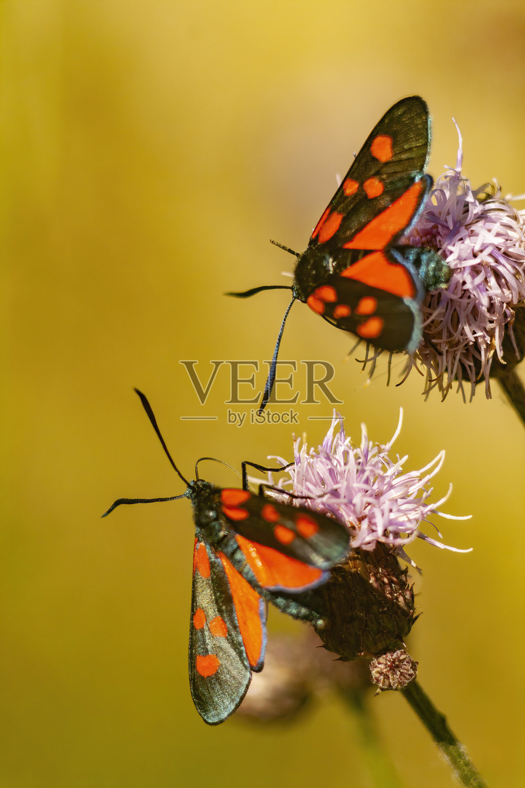 蓟上的六斑斑蛾(Zygaena filipendulae照片摄影图片