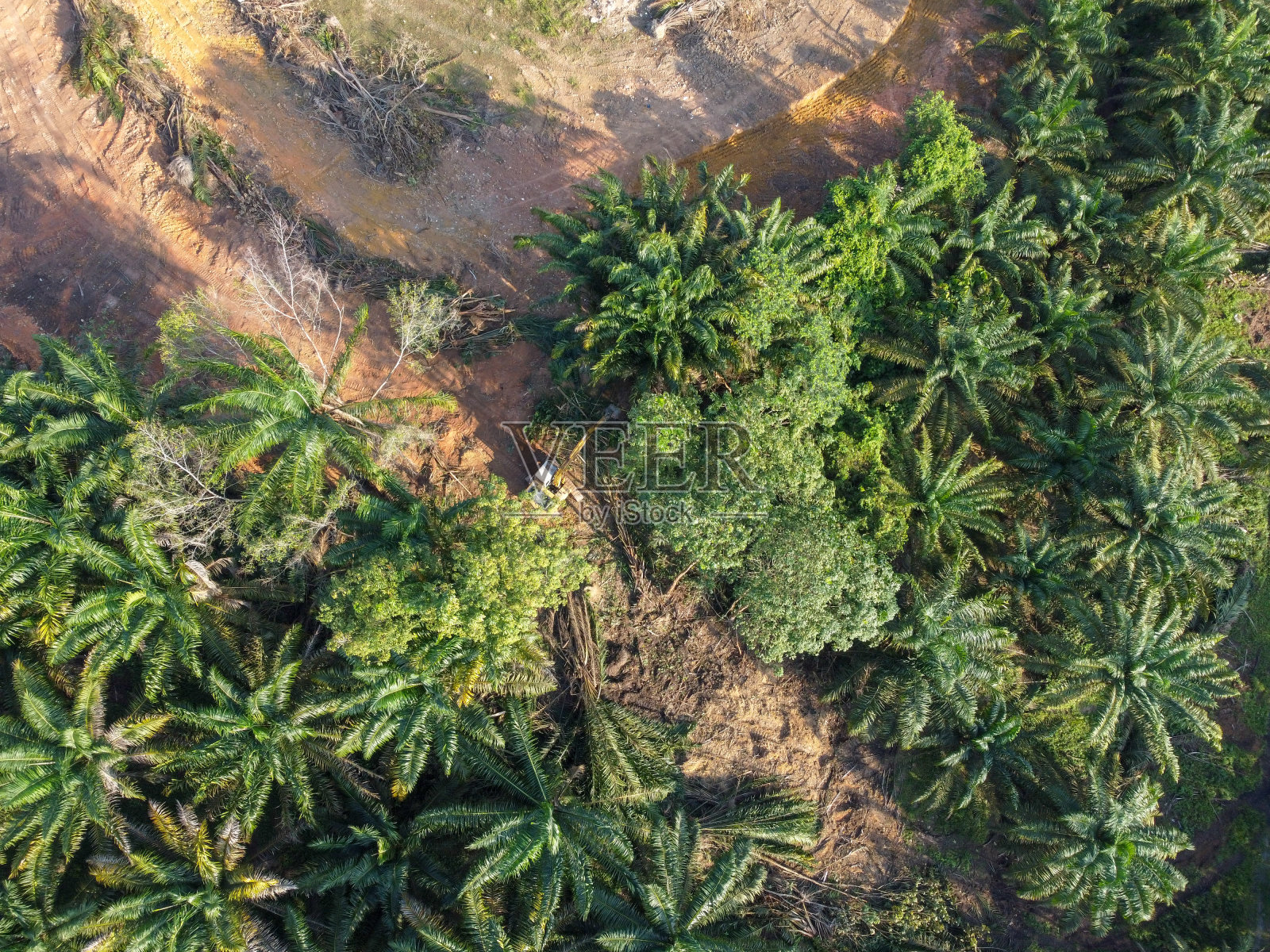 一架拖拉机在雨林中清理土地用于油棕种植园的航拍照片照片摄影图片
