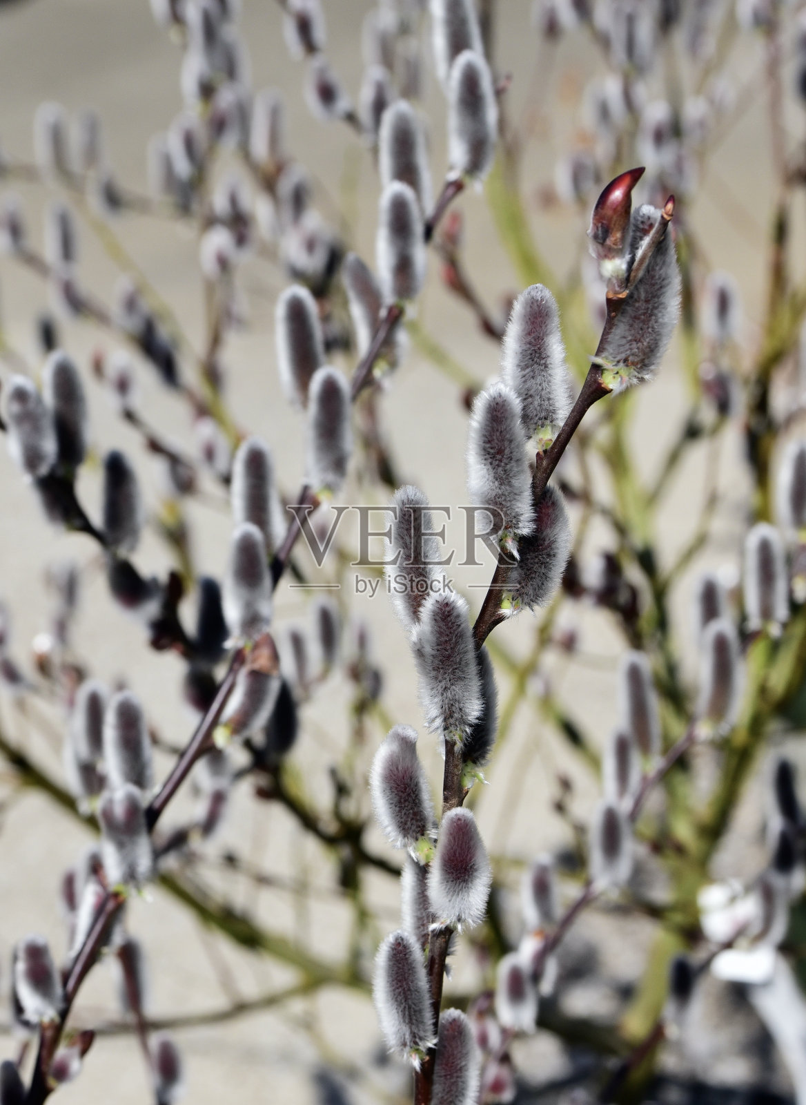 日本阴柳(Salix chaenomeloides)的选择焦点照片摄影图片