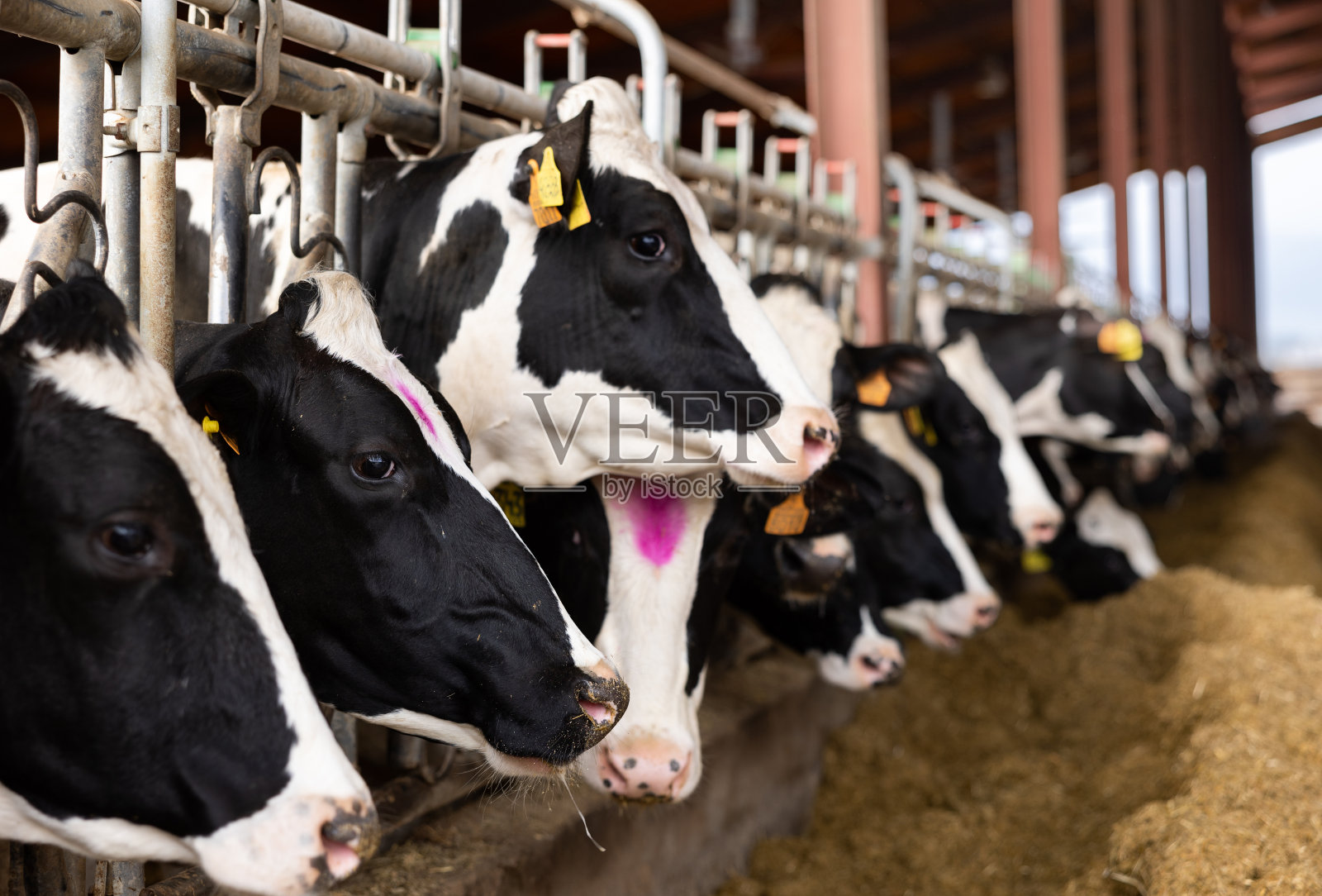 在牛棚里挤牛奶，吃饲料料照片摄影图片