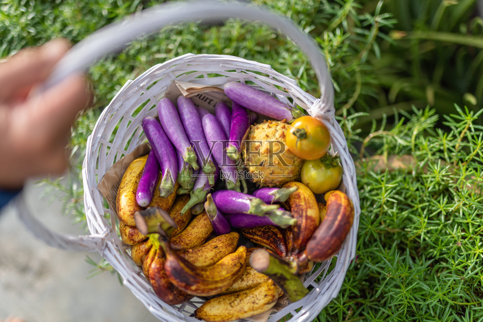 一篮子新鲜采摘的本地茄子、酸瓜、香蕉和西红柿在早晨准备吃照片摄影图片