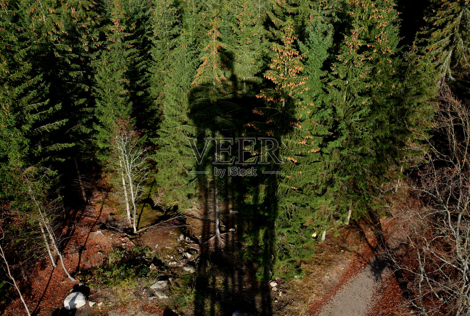秋天的空地上有许多桦树和成堆的潮湿干燥的木头和树枝。云杉林:一种云杉林，上面投射着有国旗的瞭望塔的影子。照片摄影图片