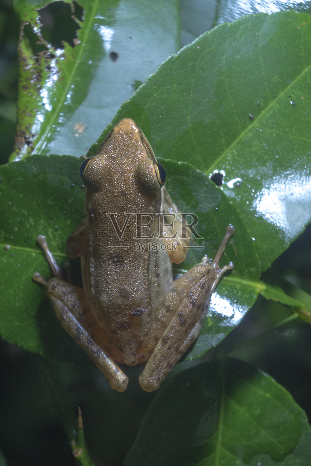 黄褐色青蛙栖息在酸橙叶上（俯视）照片摄影图片