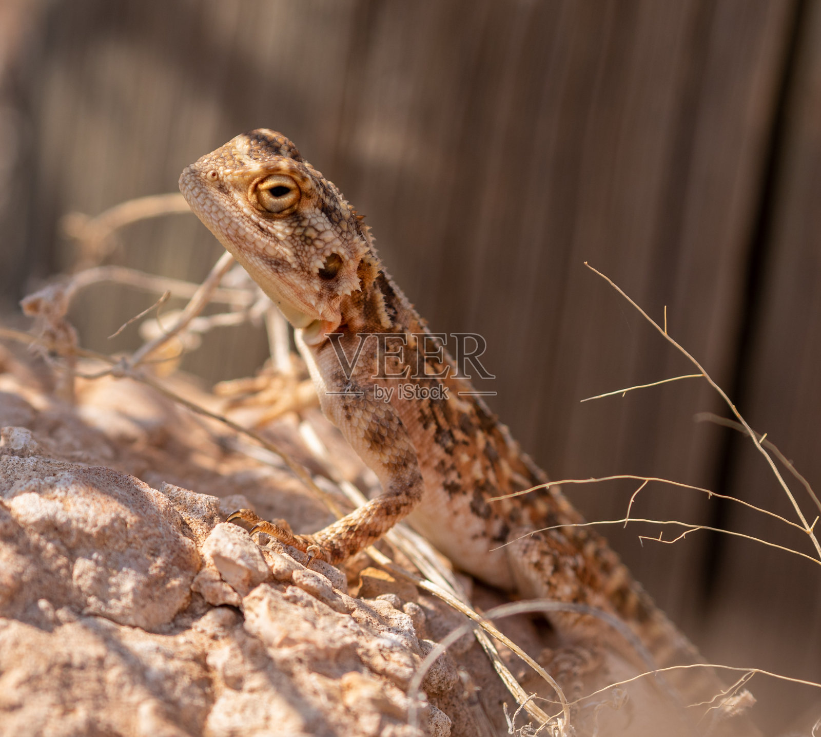 地面宗教照片摄影图片