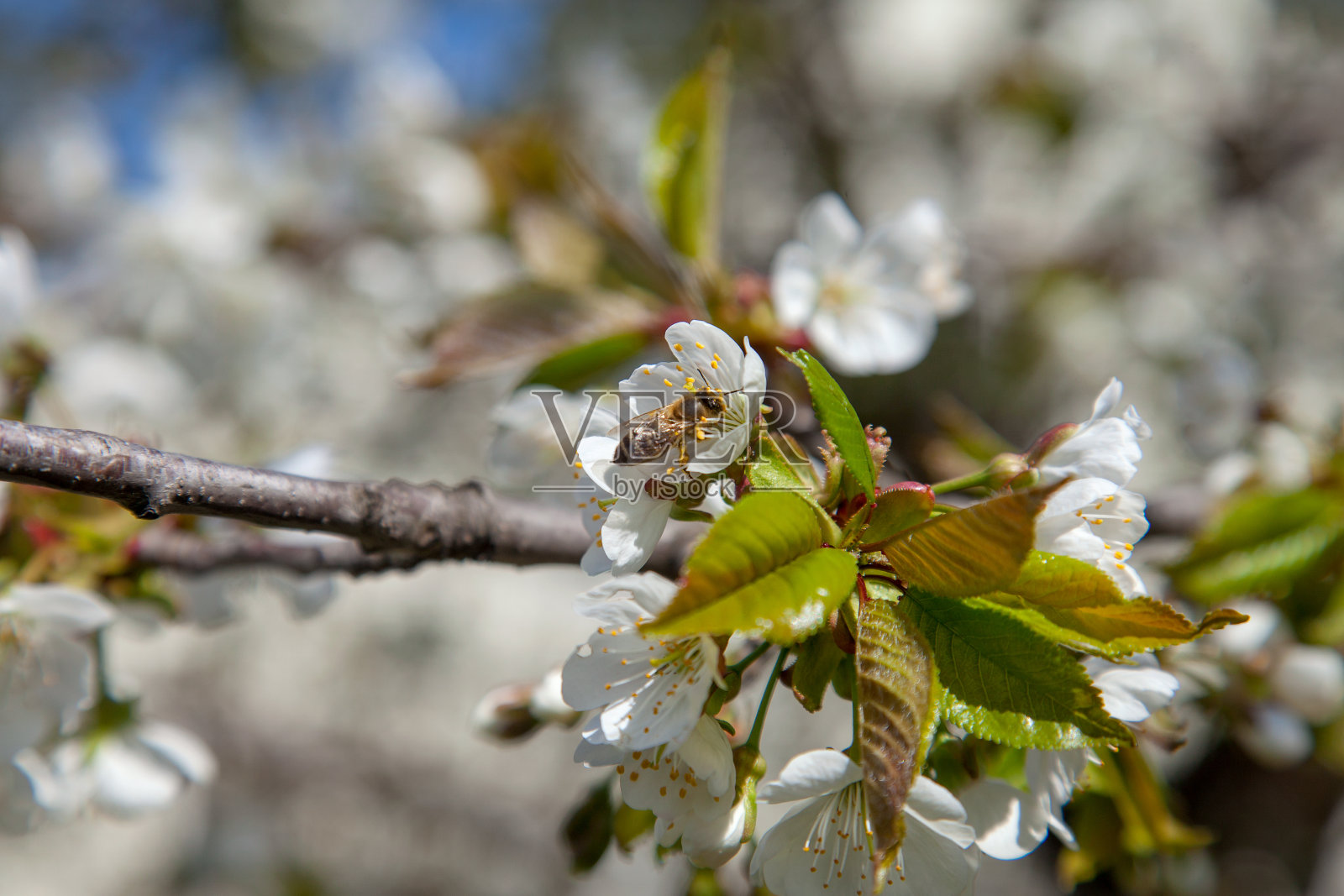 近距离观察在甜樱桃树上白色花朵上工作的蜜蜂。收集花粉和花蜜来制作甜美的蜂蜜。照片摄影图片