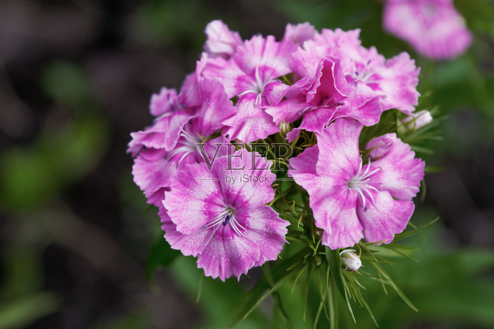 美丽的一束甜美的威廉花与选择焦点和模糊的背景。照片摄影图片