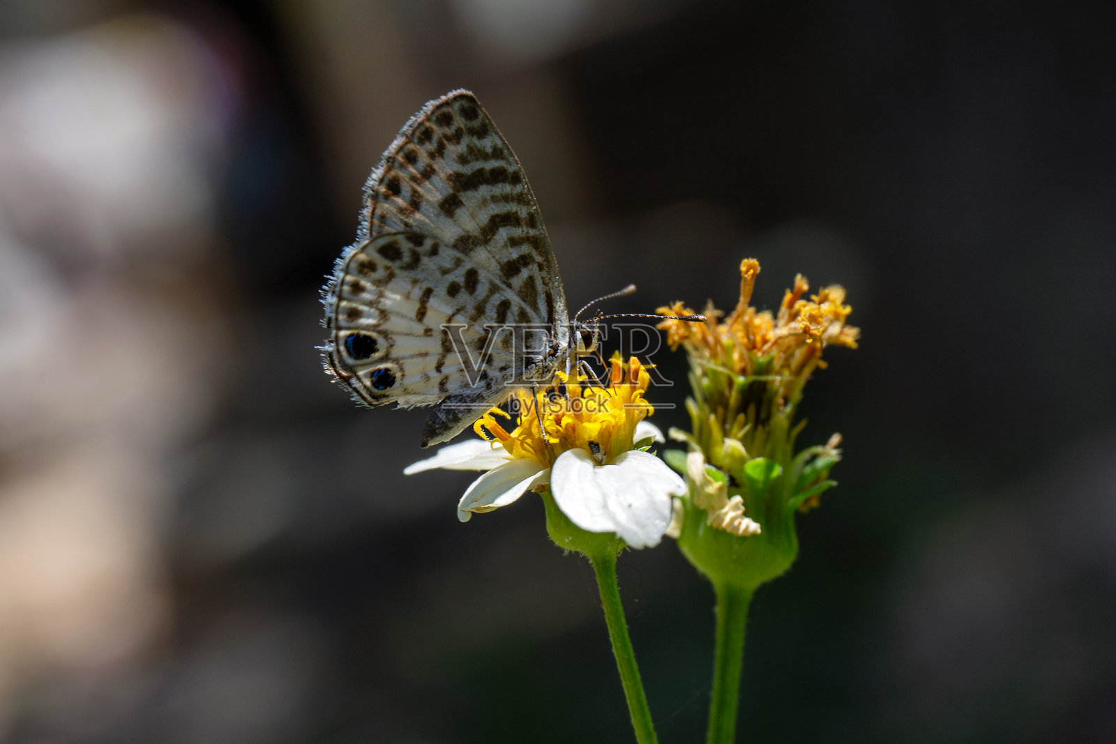 一只蝴蝶在花上的特写照片摄影图片
