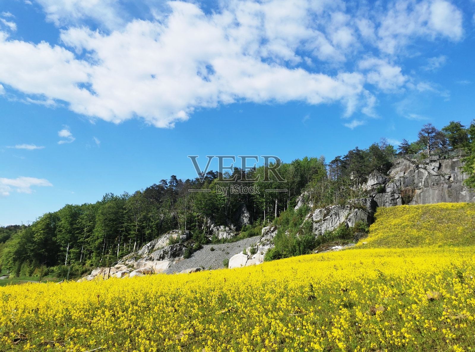 在挪威的拉尔维克，一个满是黄色花朵的山丘森林的选择性聚焦镜头照片摄影图片