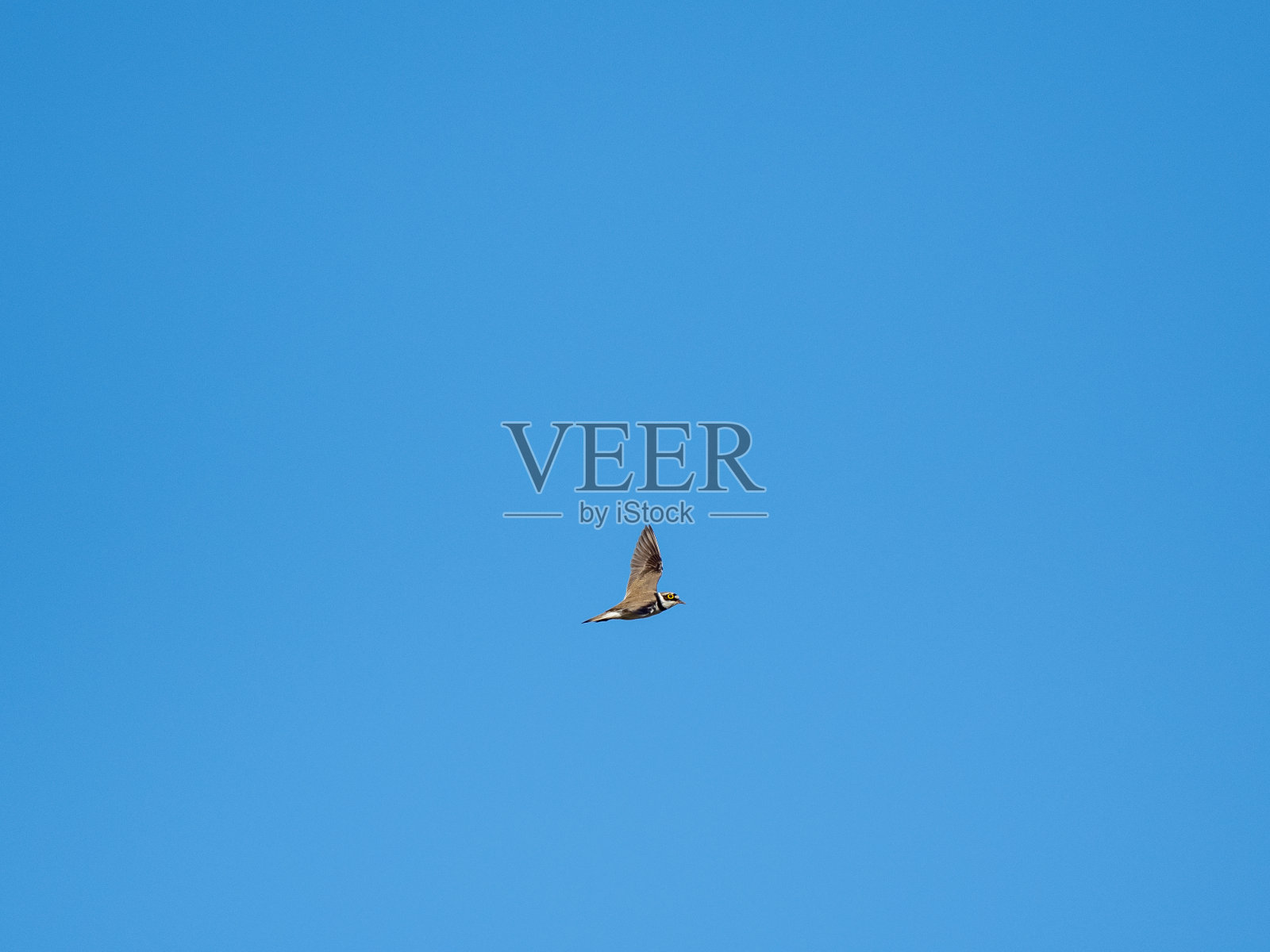 一只小环鸻(Charadrius dubius)在蓝天中盘旋的低角度照片摄影图片